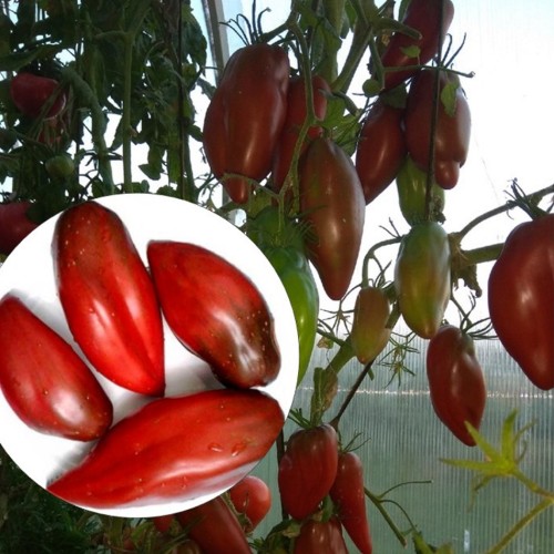Solanum lycopersicum 'Cuban Black' - Harilik tomat 'Cuban Black' P9/0,55L